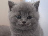 3 chatons mâles British Shorthairs LOOF à réserver