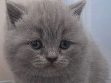 3 chatons mâles British Shorthairs LOOF à réserver