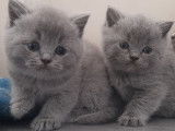 3 chatons mâles British Shorthairs LOOF à réserver