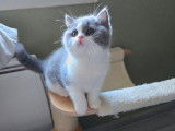 1 chaton femelle British Shorthair LOOF disponible à l’achat