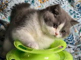 1 chaton femelle British Shorthair LOOF disponible à l’achat