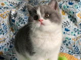 1 chaton femelle British Shorthair LOOF disponible à l’achat