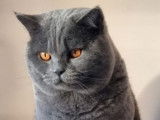 1 chaton femelle British Shorthair LOOF disponible à l’achat