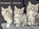 3 chatons Maine Coons à réserver (LOOF)