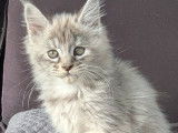 3 chatons Maine Coons à réserver (LOOF)