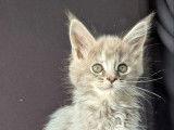 3 chatons Maine Coons à réserver (LOOF)