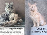 3 chatons Maine Coons à réserver (LOOF)
