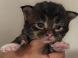 Chatons Maine Coons LOOF à vendre