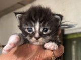 Chatons Maine Coons LOOF à vendre