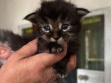 Chatons Maine Coons LOOF à vendre
