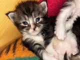 Chatons Maine Coons LOOF à vendre