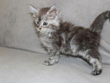 Chatonne Maine Coon disponible à la vente (LOOF)