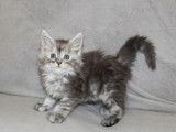 Chatonne Maine Coon disponible à la vente (LOOF)