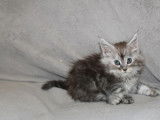 Chatonne Maine Coon disponible à la vente (LOOF)