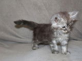 Chatonne Maine Coon disponible à la vente (LOOF)