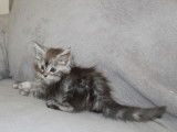 Chatonne Maine Coon disponible à la vente (LOOF)