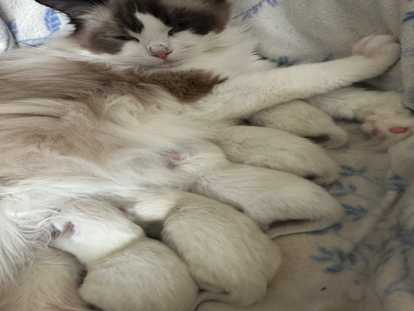Ragdoll
