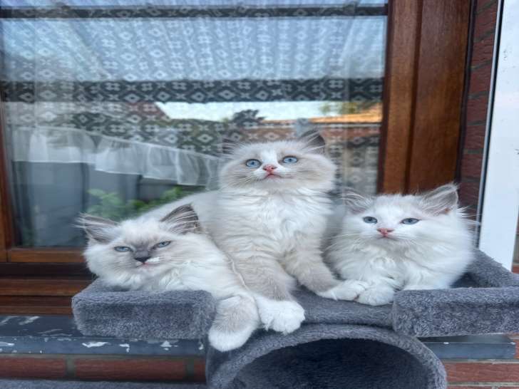 Chatons Ragdoll à vendre