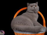 Chat adulte British Shorthair LOOF pour une saillie