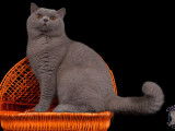 Chat adulte British Shorthair LOOF pour une saillie