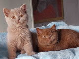 À réserver 2 chatonnes Scottish Straight (LOOF)