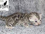 3 chatonnes Bengal LOOF à réserver