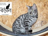3 chatonnes Bengal LOOF à réserver