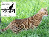 3 chatonnes Bengal LOOF à réserver