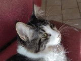 À vendre une chatte Maine Coon LOOF tachetée de 2 ans et demi