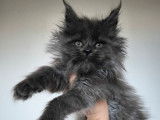 À réserver 3 chatons Maine Coons (LOOF)