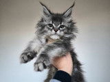 &Agrave; r&eacute;server 3 chatons Maine Coons (LOOF)