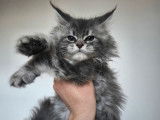 &Agrave; r&eacute;server 3 chatons Maine Coons (LOOF)