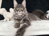 &Agrave; r&eacute;server 3 chatons Maine Coons (LOOF)