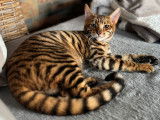Une chatonne Toyger LOOF disponible à la vente