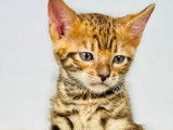 Une chatonne Toyger LOOF disponible à la vente