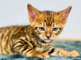 Une chatonne Toyger LOOF disponible à la vente