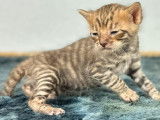 Une chatonne Toyger LOOF disponible à la vente