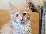 À réserver 3 chatons Maine Coons LOOF