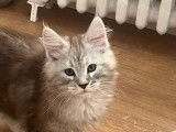 Un chaton mâle Maine Coon LOOF disponible à la vente