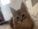 Un chaton mâle Maine Coon LOOF disponible à la vente