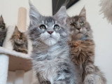 À réserver 2 chatons Maine Coon ( LOOF)