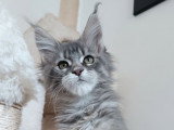 À réserver 2 chatons Maine Coon ( LOOF)