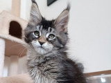 À réserver 2 chatons Maine Coon ( LOOF)