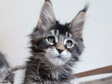 À réserver 2 chatons Maine Coon ( LOOF)