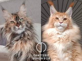 À réserver 2 chatons Maine Coon ( LOOF)