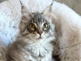 À vendre une chatonne Maine Coon (LOOF)