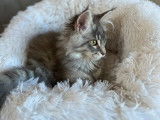 À vendre une chatonne Maine Coon (LOOF)
