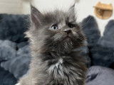 2 chatons mâles Maine Coons bleus disponibles à la réservation (LOOF)