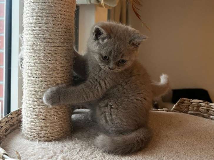 Chatons British Shorthair