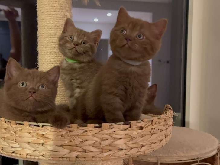 Chatons British Shorthair Chocolat